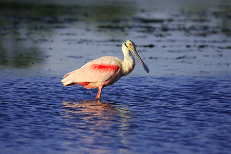 玫瑰Spoonbill玫瑰色野生动物海鸟红色粉色涉水荒野动物图片