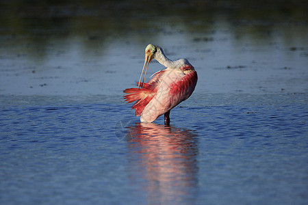 玫瑰Spoonbill野生动物涉水荒野海鸟动物玫瑰色红色粉色图片