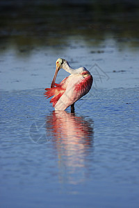 玫瑰Spoonbill动物荒野海鸟玫瑰色野生动物红色涉水粉色图片