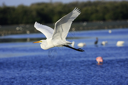 大Egret阿塞亚阿尔巴飞行荒野天空野生动物白色蓝色白鹭苍鹭动物涉水图片