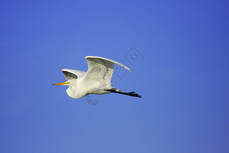 大Egret阿塞亚阿尔巴飞行野生动物白鹭白色苍鹭天空动物蓝色涉水荒野图片