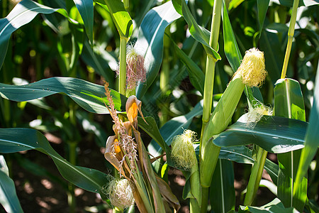 夏季在田地上的玉米角生长栽培健康种子爆米花农业蔬菜菜园场地秸秆图片
