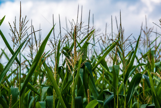 夏季在田地上的玉米角农场菜园叶子爆米花场地粮食谷物种子农村棒子图片
