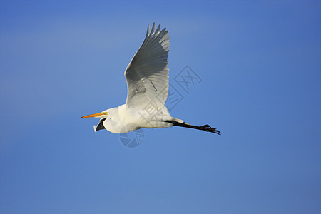 大Egret阿塞亚阿尔巴飞行荒野白色苍鹭野生动物天空涉水白鹭蓝色动物图片
