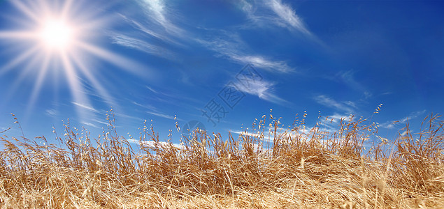 金黄小麦田全景 天空美丽图片