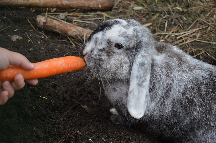 荷兰罗普吃胡萝卜灰色布耳动物孩子灰兔兔子木耳牙齿结婚证儿童图片