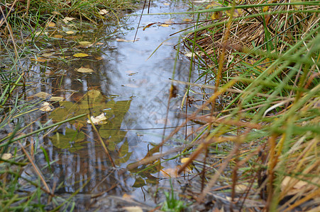 水池阴雨湿地稻草秋叶黄色天气池塘背景图片