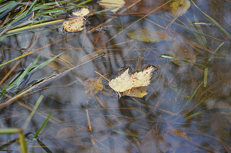 池塘中的秋叶背景图片