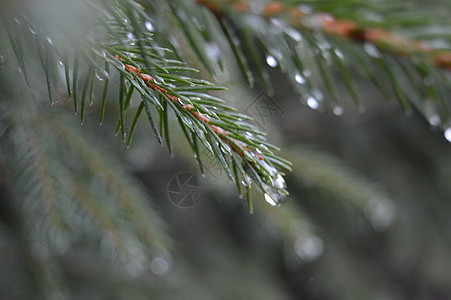 挪威脱水杉芽褶皱珍珠绿色云杉松林阴雨雨滴水滴森林图片