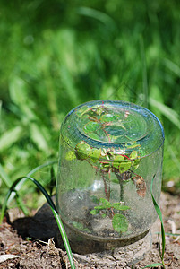 园艺玻璃树叶植物群植物绿色背景图片