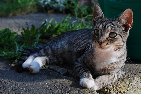 小猫哺乳动物宠物老虎条纹动物眼睛猫科图片