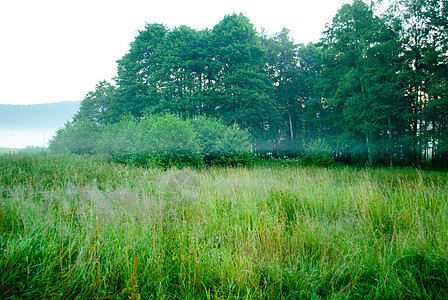 清晨烟雾绿色草地森林树木薄雾背景图片