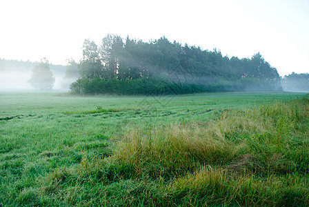 清晨烟雾绿色薄雾树木森林草地图片