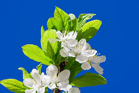 苹果花花绿色白色季节花瓣宏观植物果园花园天空生长图片