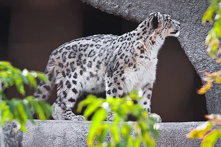 雪豹豹属猫科食肉动物哺乳动物捕食者荒野白色野生动物猎人图片