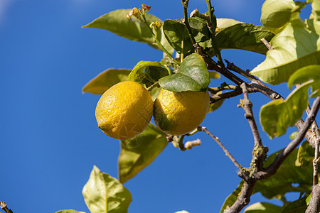柠檬树上的新鲜柠檬蓝天自然夏天热带农业果汁食物植物叶子季节阳光水果花园图片