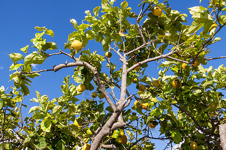 柠檬树上的新鲜柠檬蓝天自然夏天季节生长热带植物农业花园阳光食物天空晴天图片