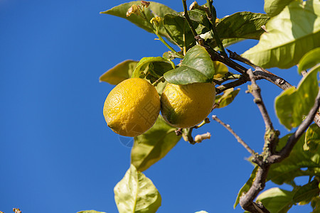 柠檬树上的新鲜柠檬蓝天自然夏天叶子生长果汁季节天空花园食物水果农业热带图片