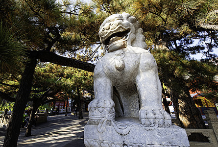 石狮狮子历史寺庙监护人青铜雕像艺术白色石头博物馆文化图片