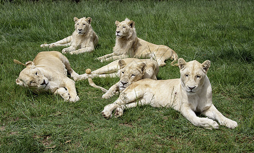 狮子宝宝公园捕食者荒野哺乳动物鬃毛食肉幼兽女性国家环境图片
