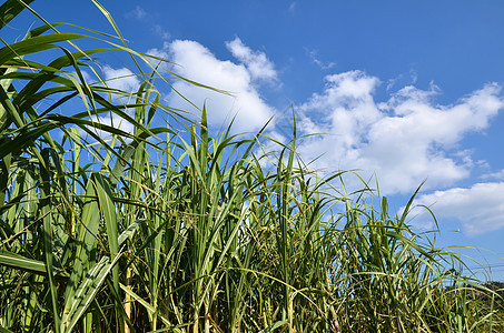 甘蔗田纤维素场地植被叶子生物质食物乙醇生物农村环境图片