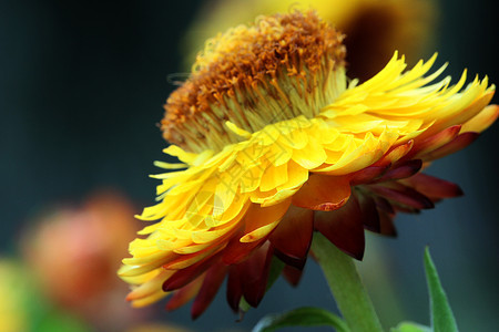 红色和黄色花朵宏异国植物学宏观情调花瓣稻草花背景图片