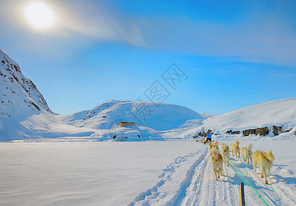 春季在绿地骑小狗雪橇图片