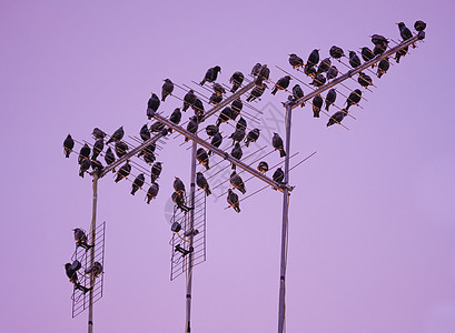 星鸟群蓝色电视鸟类唱歌日落蓝天天空鳖科城市动物图片