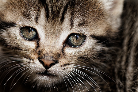 塔比小猫宠物哺乳动物眼睛婴儿毛皮胡须头发动物猫咪捕食者图片