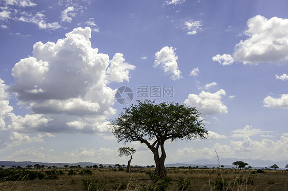 Mikumi国家公园树干面包旅行生长野生动物旅游动物荒野公园蓝色图片