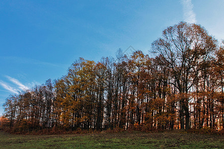 秋橡树林美丽太阳天空场景草地环境树木叶子蓝色橙子图片