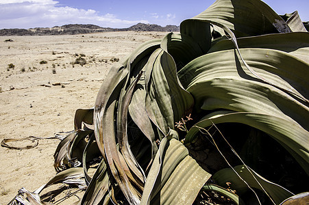 韦尔维茨基亚植物水平沙漠风景公园奇异果生态纳米布荒野环境图片