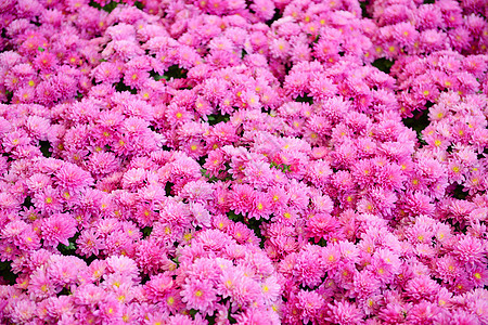 粉红菊花图案栽培自然纹花束花卉色彩植物粉色纹理雏菊图片