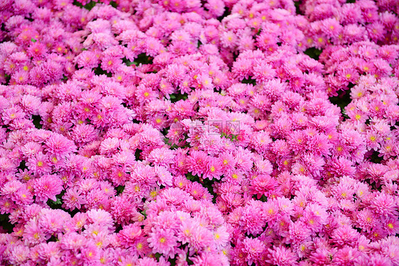 粉红菊花图案栽培自然纹花束花卉色彩植物粉色纹理雏菊图片