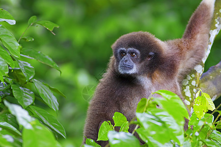 Gibbon 猴子野生动物森林濒危国家公园俘虏长臂猿丛林植物动物图片