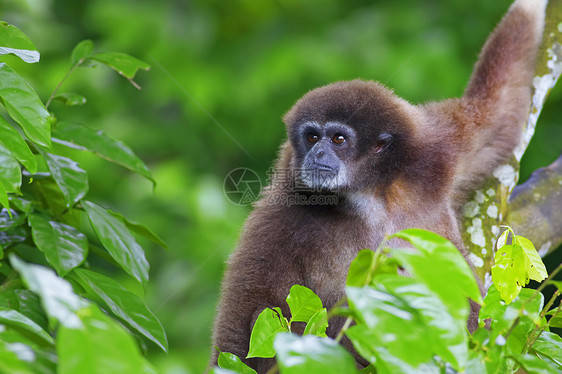 Gibbon 猴子野生动物森林濒危国家公园俘虏长臂猿丛林植物动物图片