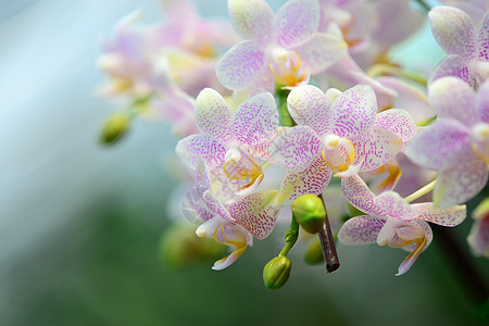 粉红兰花白色植物花卉异国情调花头花瓣兰花粉色热带图片