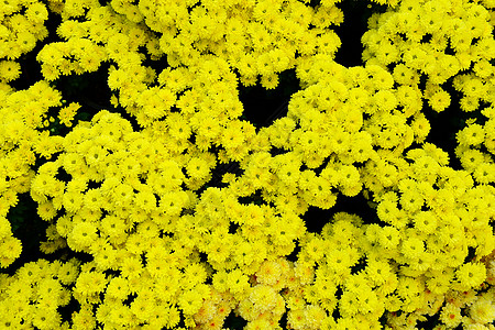 黄菊花纹理花卉植物自然纹黄色菊花图案花束雏菊栽培图片