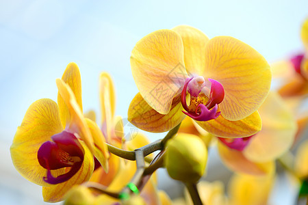 黄兰花热带兰花花卉异国花瓣白色黄色植物粉色花头图片