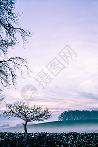 上午雾场地薄雾国家农村木头场景环境森林草地紫色图片
