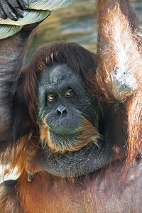 奥兰古人女性猿猴红色头发动物原始人丛林毛皮侏儒荒野背景图片