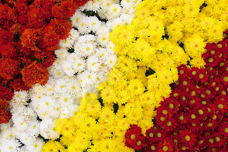菊花雏菊植物花束色彩纹理图案自然纹栽培黄色白色图片