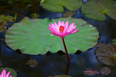 粉水百合花园气候叶子池塘花头花瓣粉色阳光植物学热带背景图片