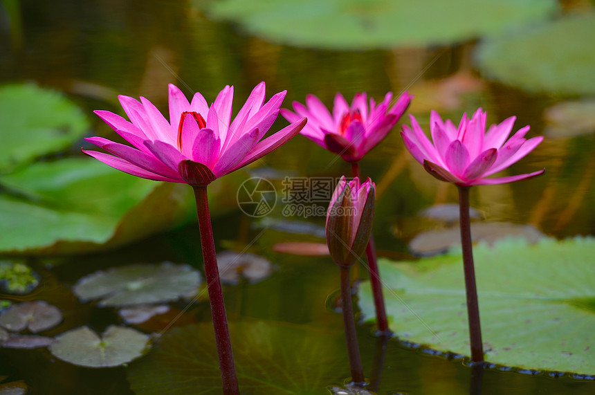 粉水百合池塘热带粉色阳光荷花花园叶子气候花瓣植物学图片