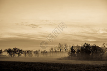 上午雾草地农村森林薄雾场景国家棕褐色风景环境阳光图片