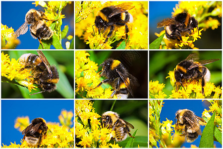 大黄蜂花粉蜂蜜工人黄色头发动物蜜蜂漏洞条纹翅膀图片