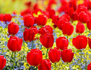红色郁金香花坛花园植物群绿化展示公园爱好园艺花瓣灯泡图片