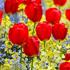 红色郁金香活力正方形植物花园花瓣园艺植物群展示灯泡公园图片