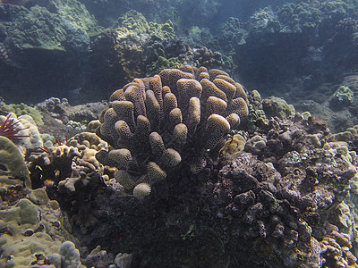 硬珊瑚潜水员生活水族馆野生动物岩石蓝色动物群阳光海洋海景图片