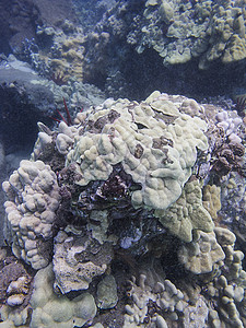 夏威夷珊瑚礁阳光蓝色情调潜水员水族馆海景热带动物群野生动物珊瑚图片